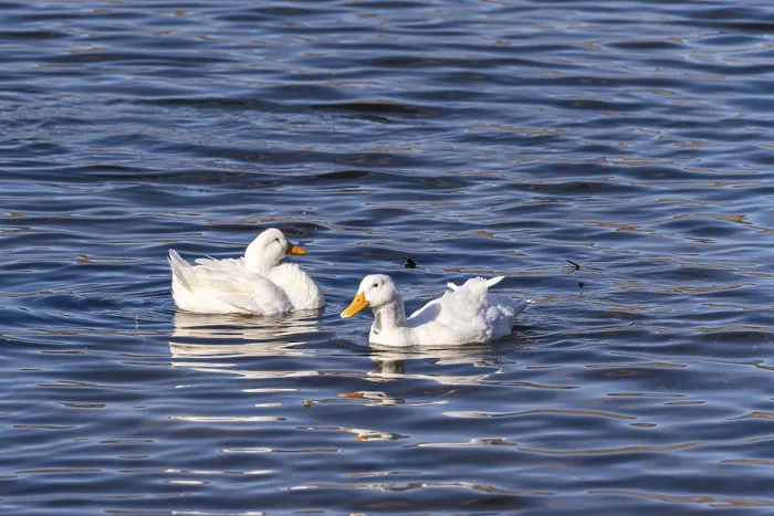 Framed Print : Two white ducks gracefully swim on the gentle ripples of Lisi Lake