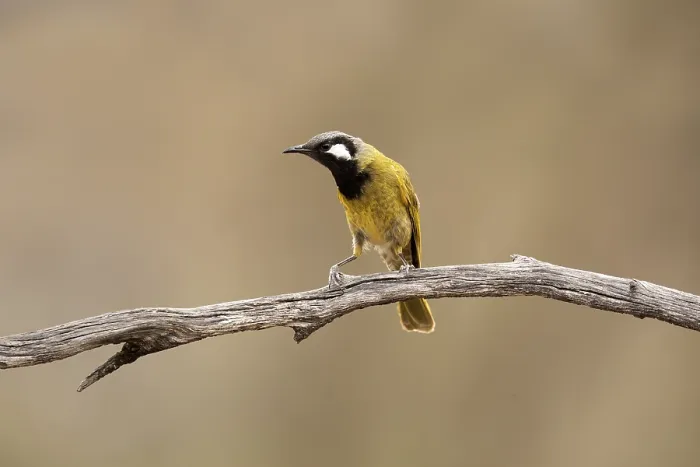 Framed Print : White-eared Honeyeater (Nesoptilotis leucotis)