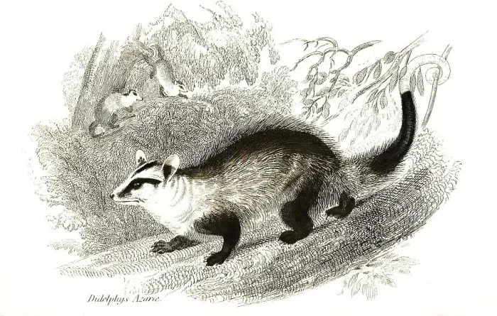 Framed Print : White-eared (marsupialia) opossum (Didelphis albiventris)