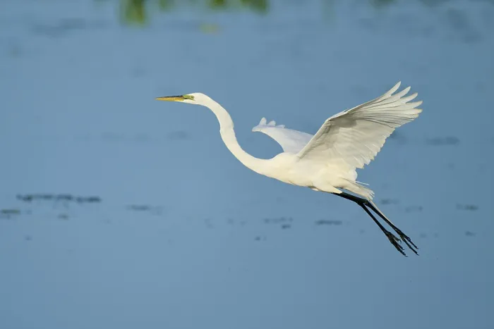 Framed Print : A white egret spreads its wings in flight against a blue sky Framed Print : A white egret spreads its wings in flight against a blue sky