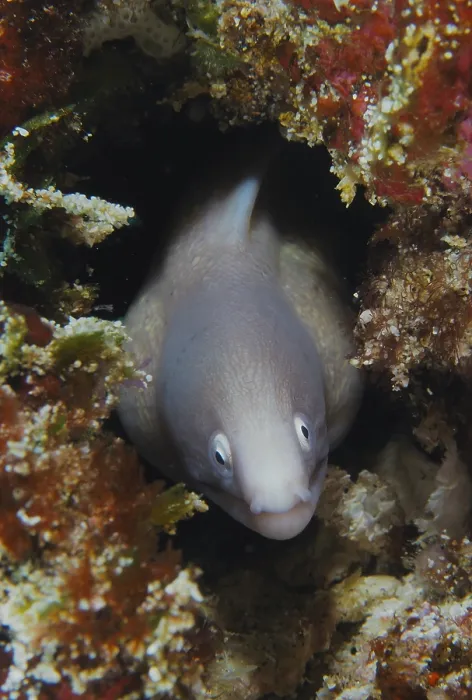 Framed Print : White-eyed moray eel (Gymnothorax thyrsoideus) peers out from its hiding place in the coral reef Framed Print : White-eyed moray eel (Gymnothorax thyrsoideus) peers out from its hiding place in the coral reef