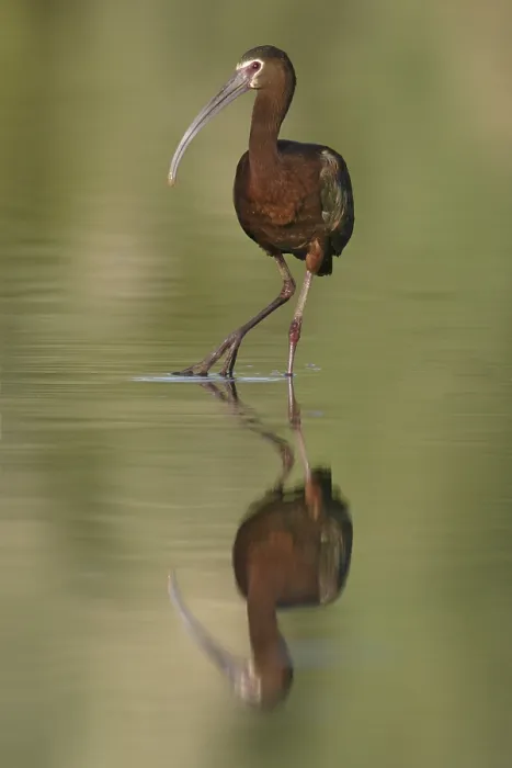 Framed Print : White-faced Ibis (Plegadis chihi) Framed Print : White-faced Ibis (Plegadis chihi)