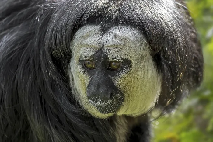 Framed Print : White-faced saki, Guianan saki