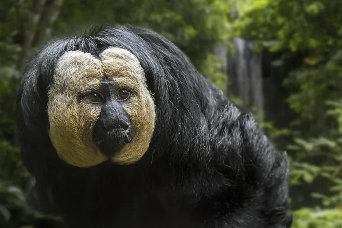 Framed Print : White-faced saki, Guianan saki Framed Print : White-faced saki, Guianan saki