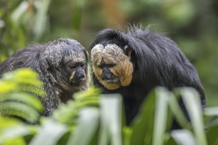 Framed Print : White-faced saki, Guianan saki Framed Print : White-faced saki, Guianan saki