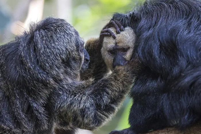 Framed Print : White-faced saki (Pithecia pithecia) or Blasskopfsaki