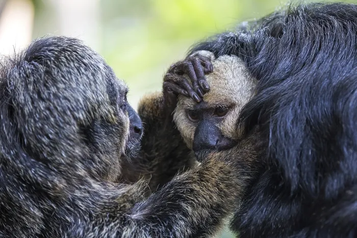 Framed Print : White-faced saki (Pithecia pithecia) or Blasskopfsaki Framed Print : White-faced saki (Pithecia pithecia) or Blasskopfsaki