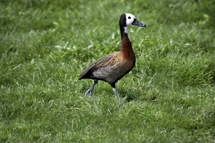 Framed Print : White-faced whistling duck (dendrocygna viduata)