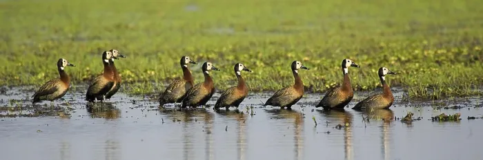 Framed Print : White-Faced Whistling Duck (dendrocygna viduata)