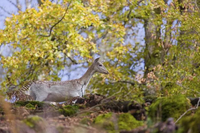 Framed Print : A white fallow deer (Dama dama) roams through a forest in search of food