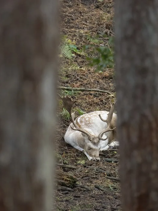Framed Print : A white fallow deer in the forest at rest