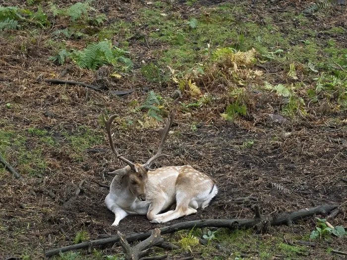 Framed Print : A white fallow deer in the forest at rest