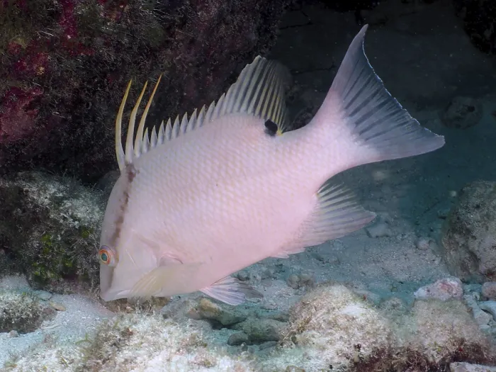 Framed Print : White fish with long dorsal fins