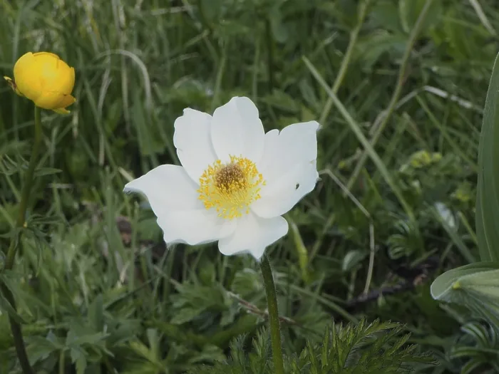 Framed Print : White flower with yellow centre