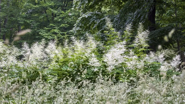 Framed Print : White flowers forest honeysuckle (Aruncus dioicus) and grasses in a clearing in the forest