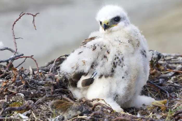 Framed Print : White fluffy chick Rough-legged Buzzard in nest and collared lemming on edge of nest Framed Print : White fluffy chick Rough-legged Buzzard in nest and collared lemming on edge of nest