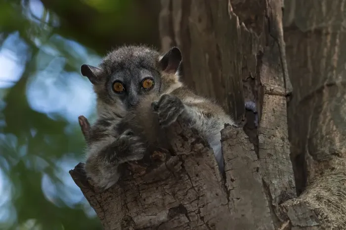 Framed Print : White-footed Sportive Lemur (Lepilemur leucopus)