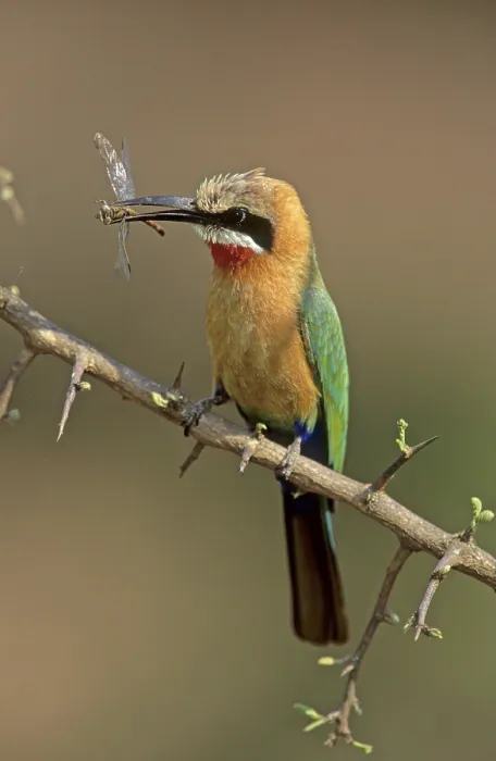 Framed Print : White-fronted Bee-eater (Merops bullockoides)