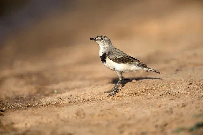 Framed Print : White-fronted Chat (Epthianura albifrons) female perched on the ground