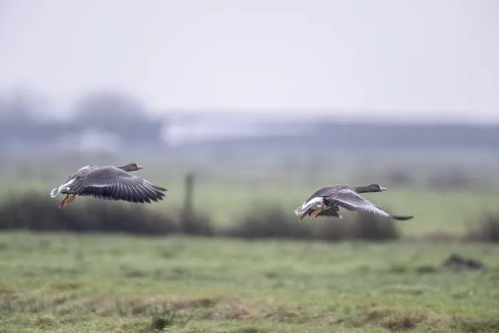 Framed Print : White-fronted Geese (Anser albifrons)