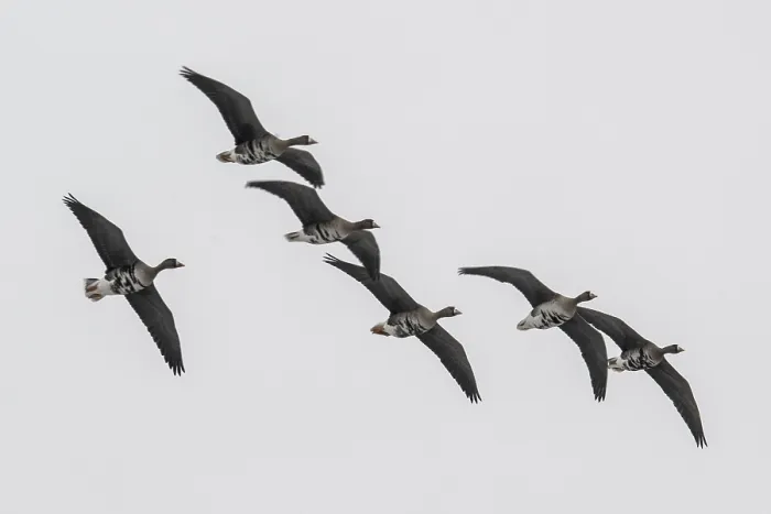Framed Print : White-fronted geese (Anser albifrons)
