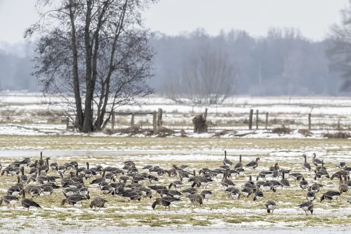 Framed Print : White-fronted geese (Anser albifrons)