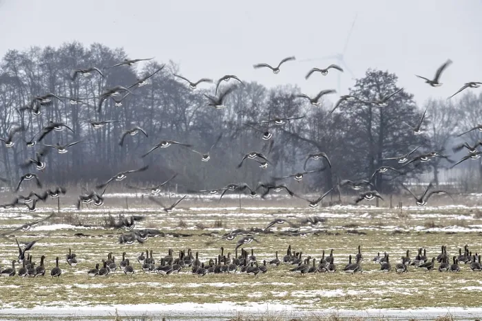Framed Print : White-fronted geese (Anser albifrons)