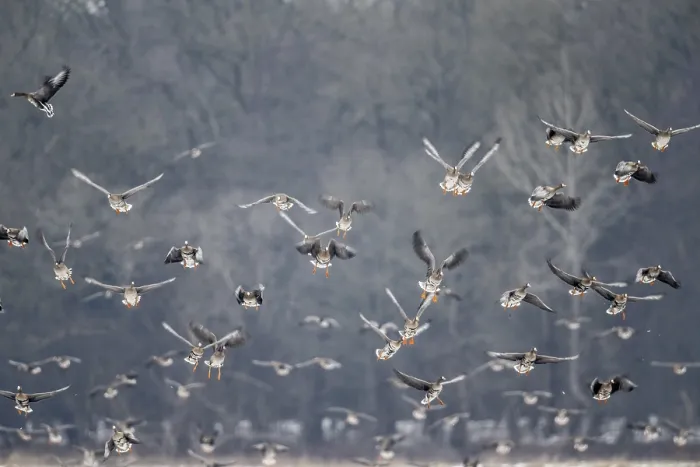 Framed Print : White-fronted geese (Anser albifrons)