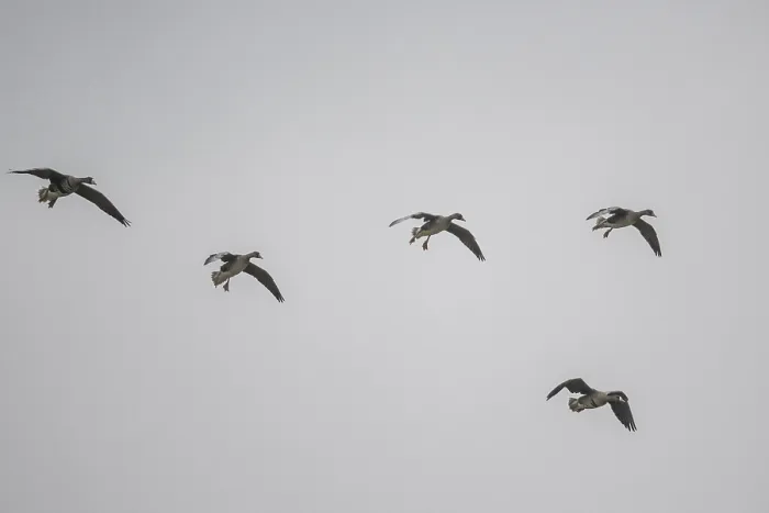 Framed Print : White-fronted geese (Anser albifrons)