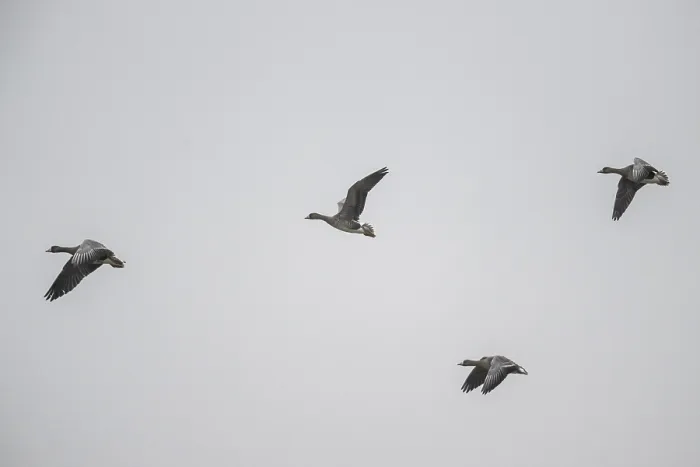 Framed Print : White-fronted geese (Anser albifrons) Framed Print : White-fronted geese (Anser albifrons)