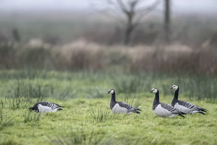 Framed Print : White-fronted Geese, Barnacle Geese (Branta leucopsis)