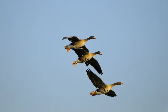 Framed Print : White-fronted Geese, Lower Rhine