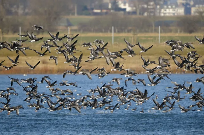 Framed Print : White-fronted Geese, near Emmerich