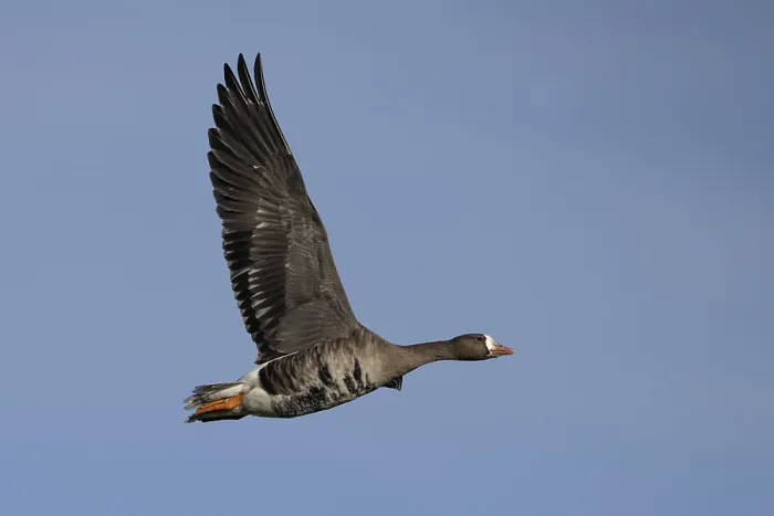 Framed Print : White-fronted goose (Anser albifrons)