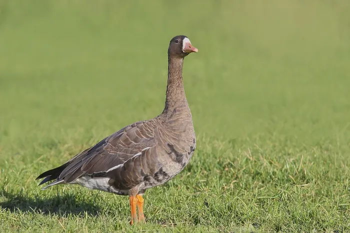 Framed Print : White-fronted goose (Anser albifrons)