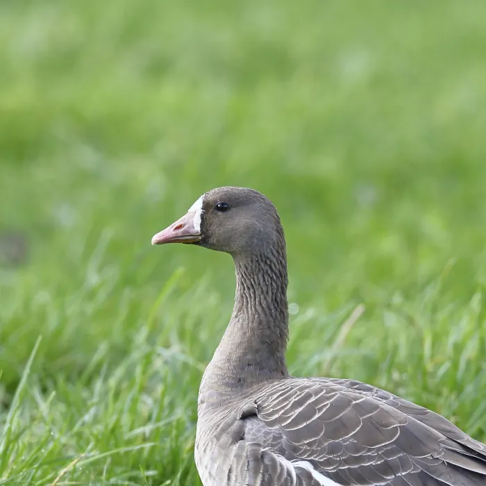 Framed Print : White-fronted goose (Anser albifrons) Framed Print : White-fronted goose (Anser albifrons)