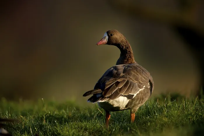 Framed Print : White-fronted goose (Anser albifrons)