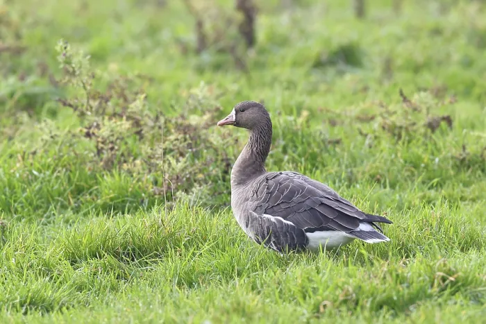 Framed Print : White-fronted goose (Anser albifrons)