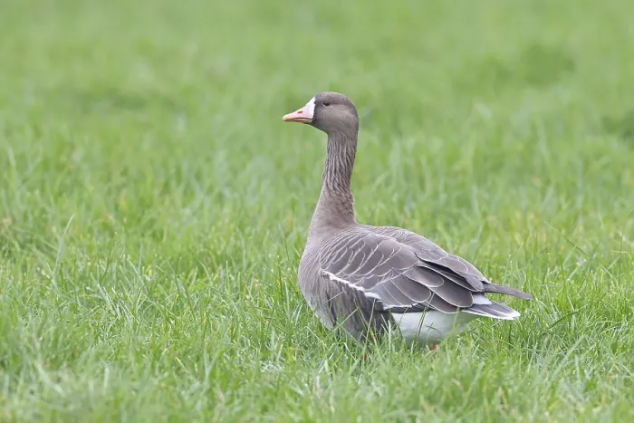 Framed Print : White-fronted goose (Anser albifrons)