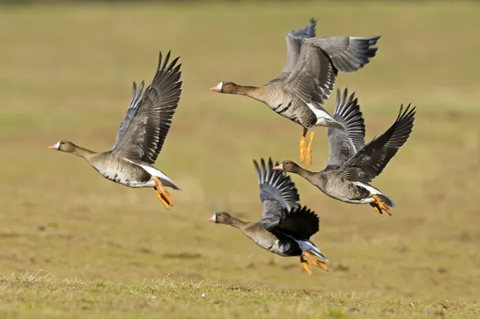 Framed Print : White-fronted Goose (Anser albifrons albifrons) four adults Framed Print : White-fronted Goose (Anser albifrons albifrons) four adults