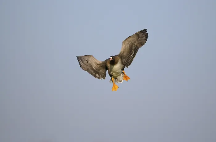 Framed Print : White-fronted goose, January, Lower Rhine Framed Print : White-fronted goose, January, Lower Rhine