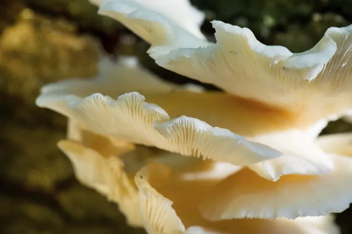 Framed Print : White fungus on tree in forest
