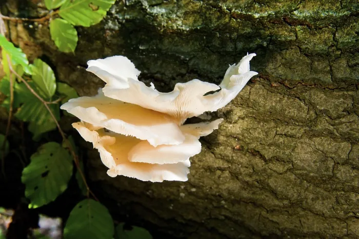 Framed Print : White fungus on tree in forest