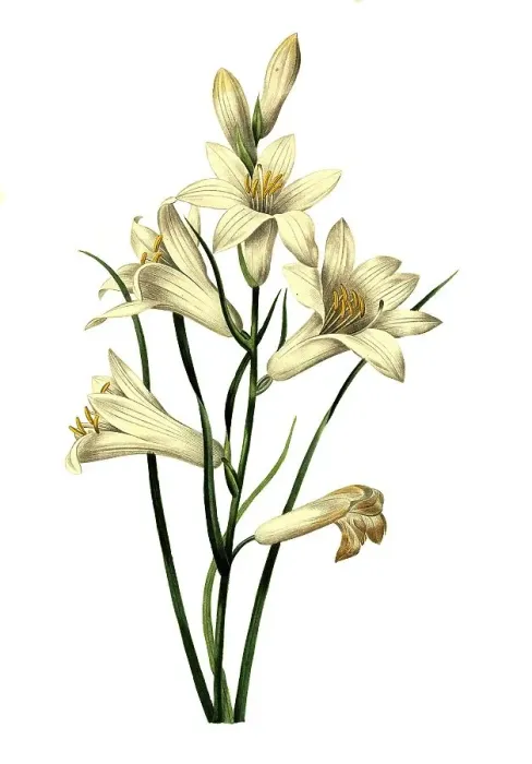 Framed Print : White funnel lily (Paradisea liliastrum)