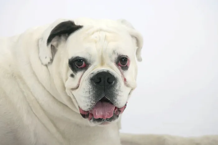Framed Print : White German Boxer