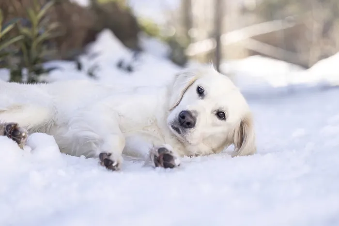 Framed Print : White golden retriever resting in fresh snow outdoors