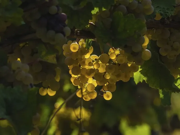 Framed Print : White grapes on the vine in backlight Framed Print : White grapes on the vine in backlight