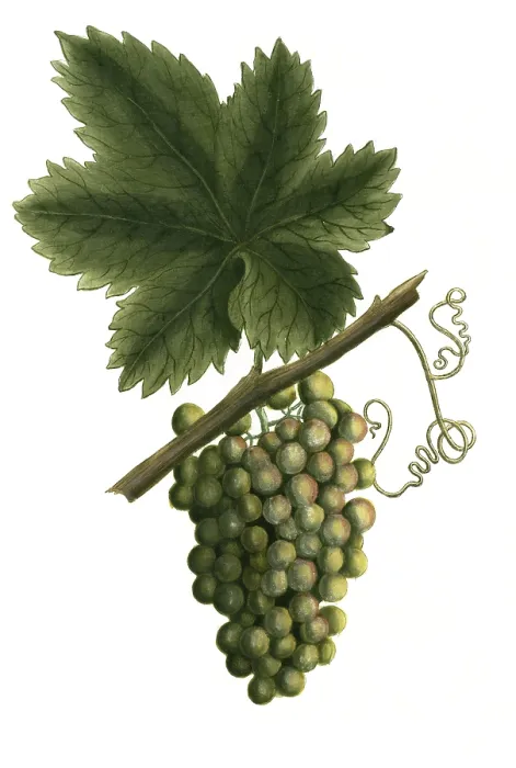 Framed Print : White grapevine, grape, Vitis vinifera