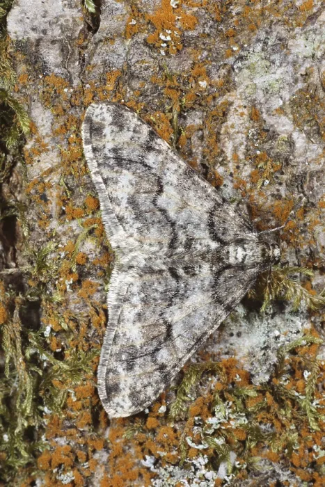 Framed Print : White grey broad-winged moth, White grey broad-winged moth