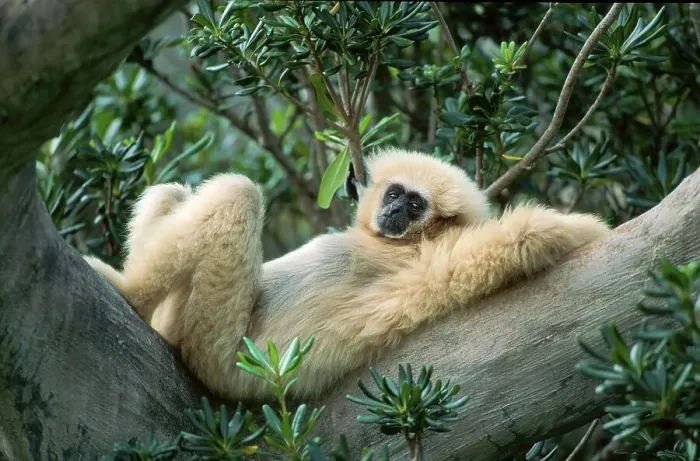 Framed Print : White-handed Gibbon (Hylobates lar), side